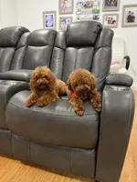 AKC TEDDY BEAR FACE, a male Poodle - Toy  for sale in Spring Hill, FL – Photo 4 of 4
