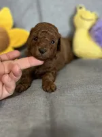 AKC TEDDY BEAR FACE, a male Poodle - Toy  for sale in Spring Hill, FL – Photo 2 of 4