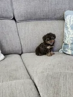Tiny Lucy, a female Poodle - Toy  for sale in Spring Hill, FL – 2 of 3