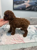 AKC Leandro, a male Poodle - Toy  for sale in Spring Hill, FL – 4 of 4