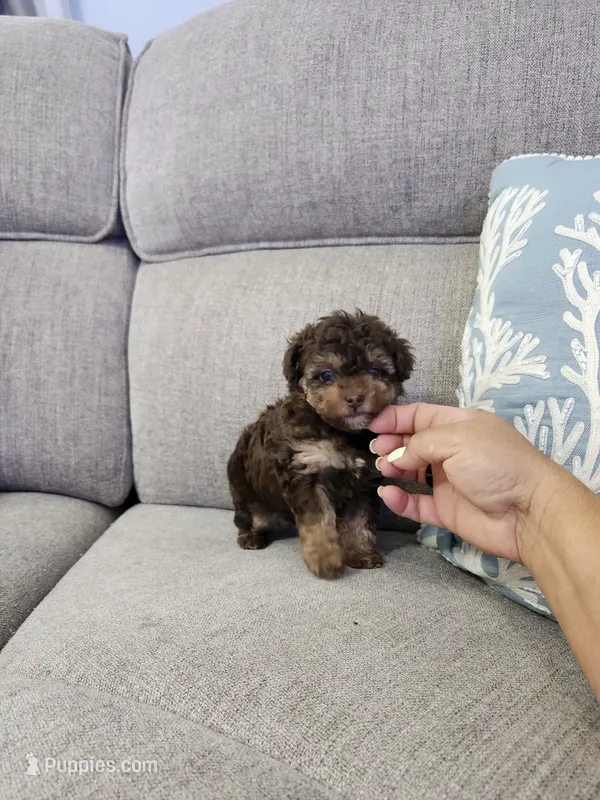 Tiny Lucy – Poodle - Toy  puppy for sale in Spring Hill, FL