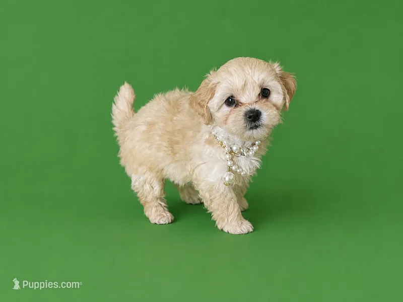 CHAI – Maltipoo puppy for sale in Spring Hill, FL