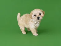 CHAI, a female Maltipoo for sale in Spring Hill, FL – 1 of 1