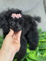 AKC ISABELLA, a female Poodle - Toy  for sale in Spring Hill, FL – Photo 3 of 4