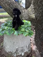 AKC ISABELLA, a female Poodle - Toy  for sale in Spring Hill, FL – Photo 4 of 4
