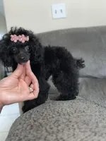 AKC ISABELLA, a female Poodle - Toy  for sale in Spring Hill, FL – Photo 1 of 4