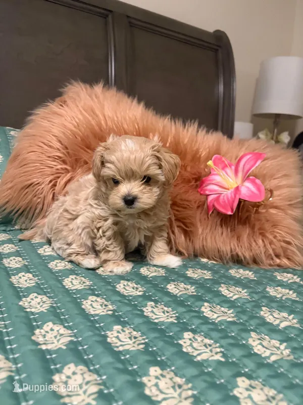 TINY ALICE – Maltipoo puppy for sale in Spring Hill, FL