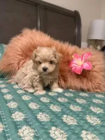 TINY ALICE, a female Maltipoo for sale in Spring Hill, FL – 1 of 3