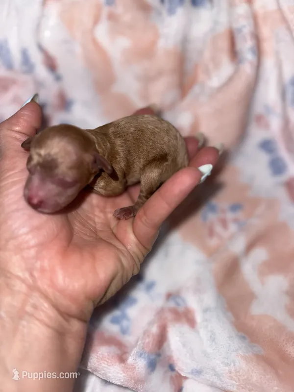 KOREAN BLOODLINE , a male Poodle - Toy  for sale in Spring Hill, FL – 1 of 1