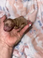 KOREAN BLOODLINE , a male Poodle - Toy  for sale in Spring Hill, FL – 1 of 1