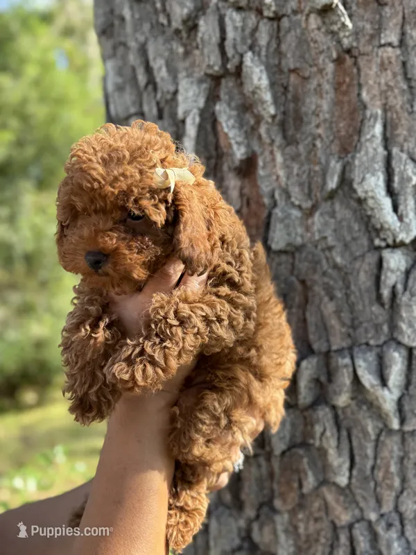 AKC KOREAN BLOODLINE LILY