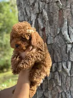 AKC KOREAN BLOODLINE LILY, a female Poodle - Toy  for sale in Spring Hill, FL – Photo 1 of 4