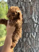 AKC KOREAN BLOODLINE LILY, a female Poodle - Toy  for sale in Spring Hill, FL – Photo 3 of 4