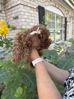 AKC KOREAN BLOODLINE LILY, a female Poodle - Toy  for sale in Spring Hill, FL – Photo 4 of 4