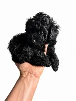 ALEX AKC, a male Poodle - Toy  for sale in Spring Hill, FL – 1 of 4