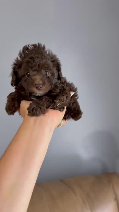 LEO AKC, a female Poodle - Toy  for sale in Spring Hill, FL – 4 of 4