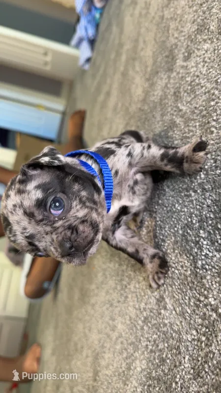 Frenchie puppy – French Bulldog puppy for sale in Detroit, MI