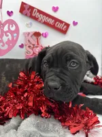 Tank, a male Cane Corso for sale in Lula, GA – Photo 2 of 3
