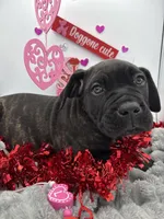 Tank, a male Cane Corso for sale in Lula, GA – Photo 3 of 3