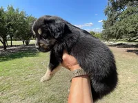 Salem, a female Golden Retriever and Miniature Aussiedoodle for sale in New Braunfels, TX – 2 of 5
