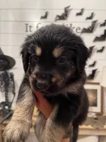 Salem, a female Golden Retriever and Miniature Aussiedoodle for sale in New Braunfels, TX – 3 of 5