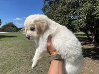 Nova, a female Golden Retriever and Miniature Aussiedoodle for sale in New Braunfels, TX – 2 of 5