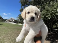 Nova, a female Golden Retriever and Miniature Aussiedoodle for sale in New Braunfels, TX – 1 of 5