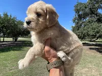 Copper, a male Golden Retriever and Miniature Aussiedoodle for sale in New Braunfels, TX – 2 of 5