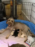 Copper, a male Golden Retriever and Miniature Aussiedoodle for sale in New Braunfels, TX – 5 of 5