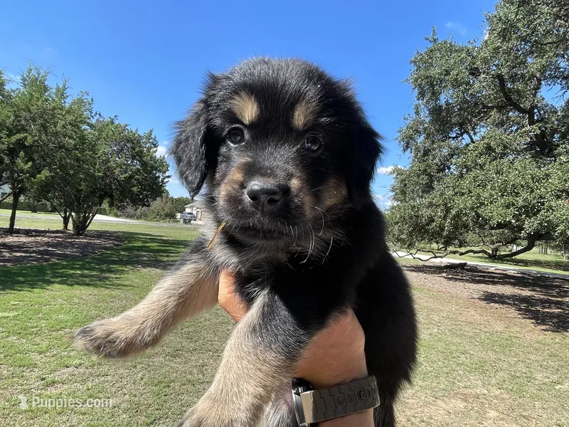 Salem – Golden Retriever, Miniature Aussiedoodle puppy for sale in New Braunfels, TX