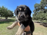 Salem, a female Golden Retriever and Miniature Aussiedoodle for sale in New Braunfels, TX – 1 of 5