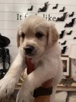 Nova, a female Golden Retriever and Miniature Aussiedoodle for sale in New Braunfels, TX – 3 of 5