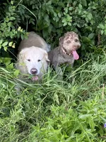 Copper, a male Golden Retriever and Miniature Aussiedoodle for sale in New Braunfels, TX – 4 of 5