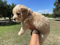 Copper, a male Golden Retriever and Miniature Aussiedoodle for sale in New Braunfels, TX – 3 of 5