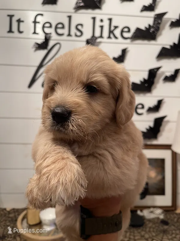 Copper – Golden Retriever, Miniature Aussiedoodle puppy for sale in New Braunfels, TX