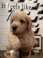 Copper, a male Golden Retriever and Miniature Aussiedoodle for sale in New Braunfels, TX – 1 of 5