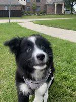 Koda , a female Border Collie for sale in Mckinney, TX – 3 of 4