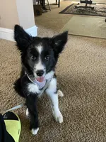 Koda , a female Border Collie for sale in Mckinney, TX – 4 of 4