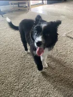 Koda , a female Border Collie for sale in Mckinney, TX – 2 of 4