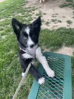 Koda , a female Border Collie for sale in Mckinney, TX – 1 of 4