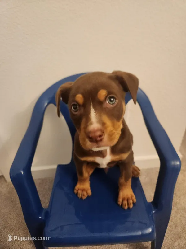 Meelo, a male American Pit Bull Terrier for sale in Forney, TX – Photo 1 of 1