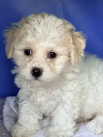 Tiny tiny tiny, a female Maltipoo for sale in Orlando, FL – 2 of 6