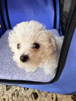 Toy toy toy, a female Maltipoo for sale in Boca Raton, FL – 4 of 8