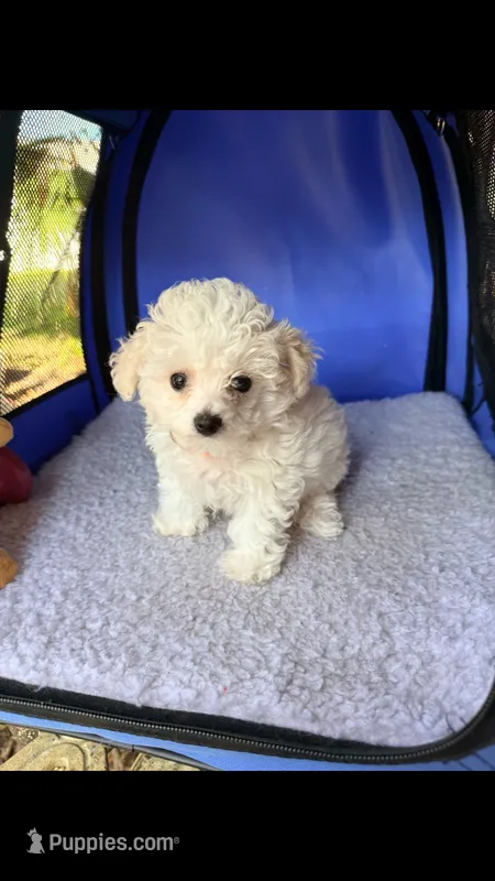 Toy toy toy – Maltipoo puppy for sale in Boca Raton, FL