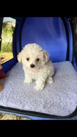 Toy toy toy, a female Maltipoo for sale in Boca Raton, FL – 1 of 8