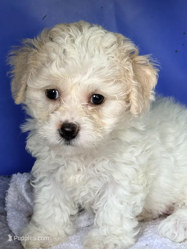 Tiny tiny tiny – Maltipoo puppy for sale in Orlando, FL