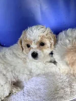 Petite petite petite, a female Maltipoo for sale in Orlando, FL – 3 of 5