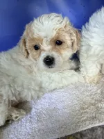 Petite petite petite, a female Maltipoo for sale in Orlando, FL – 2 of 5