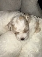 Toy toy toy, a female Maltipoo for sale in Boca Raton, FL – 2 of 8
