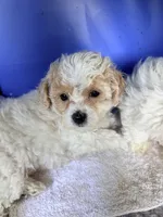 Petite petite petite, a female Maltipoo for sale in Orlando, FL – 5 of 5